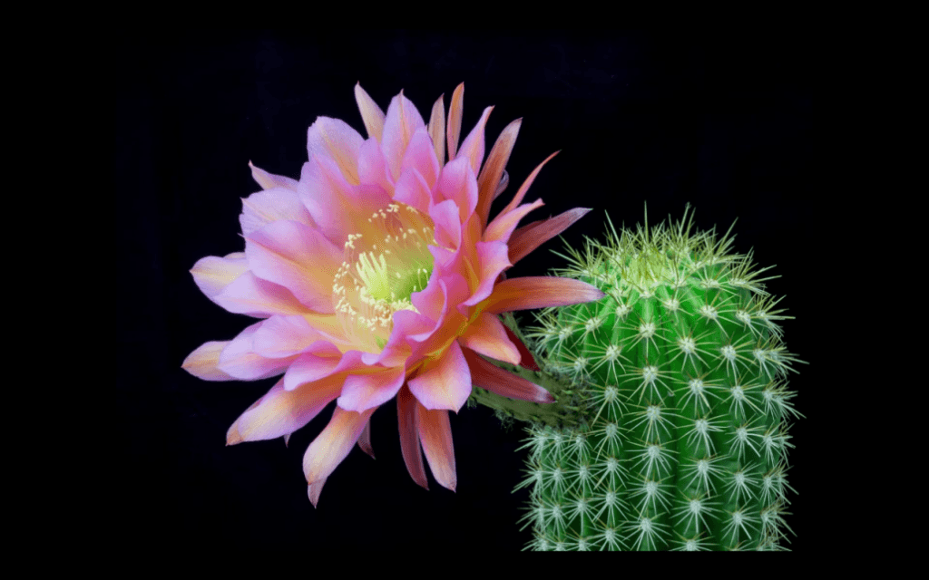 cactus-flower-1030x644