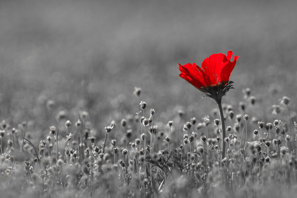 shutterstock_58246399